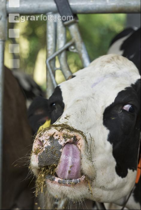 Kuhprotrait Holstein 5