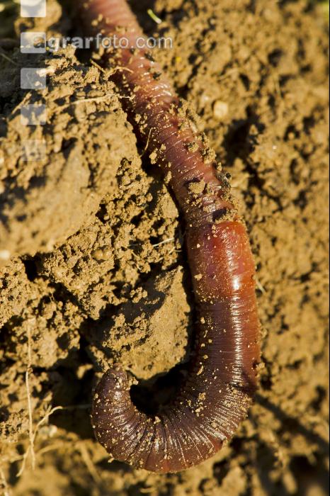 Regenwurm 12