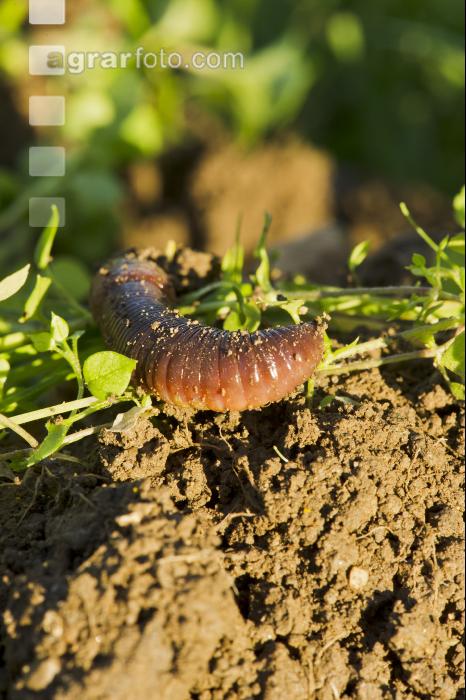 Regenwurm 13