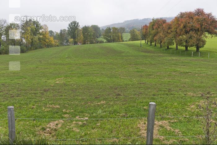 Weide Mist Herbst
