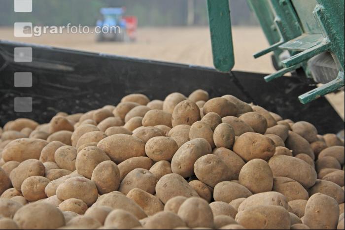 Kartoffeln legen J 2