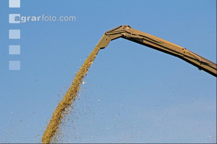 Maisernte Silage J 6