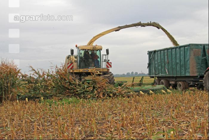 Maisernte Silage J 11