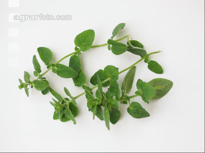 Oregano 6