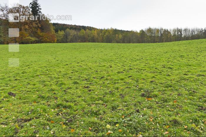 Trittschäden Weide 6