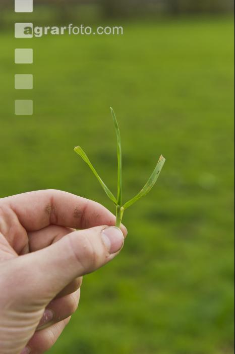 Wiesenrispe Verbiss