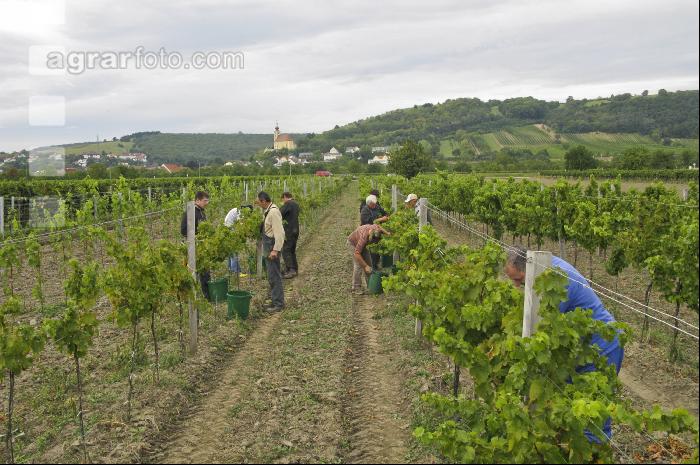 Weinlesen 59