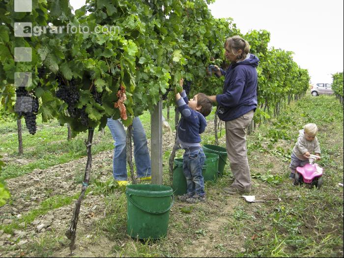Weinlesen 60