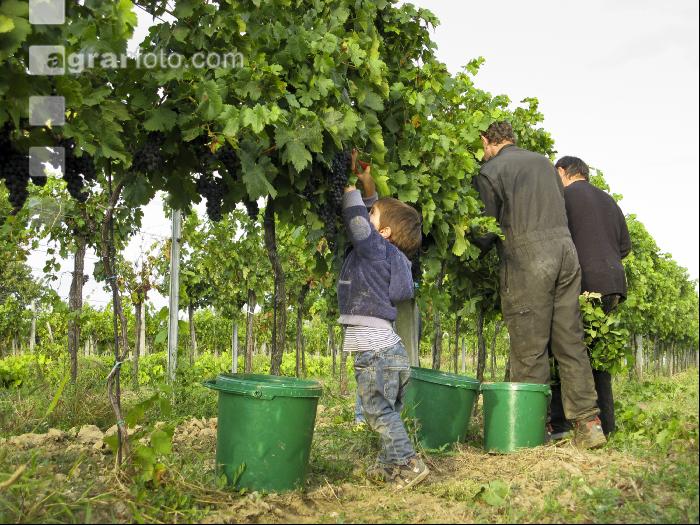 Weinlesen 62