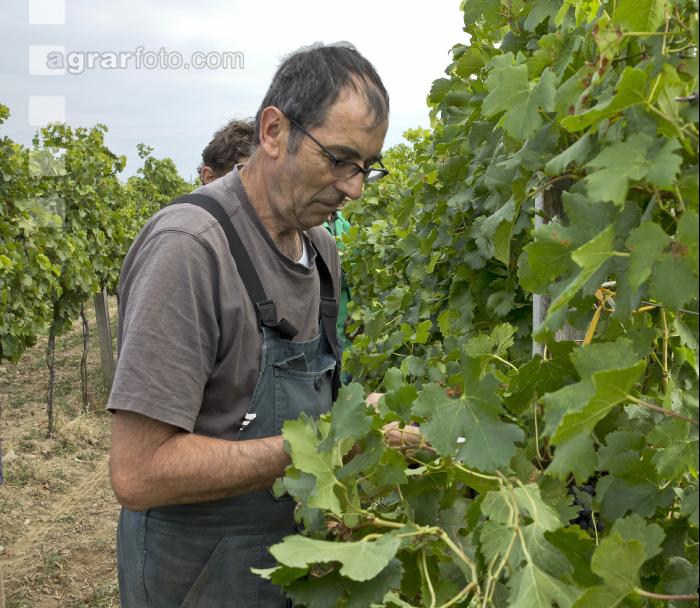 Weinlesen 63