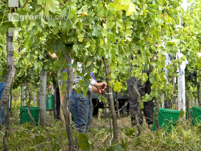 Weinlesen 70