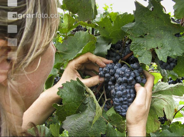 Weinlesen 76