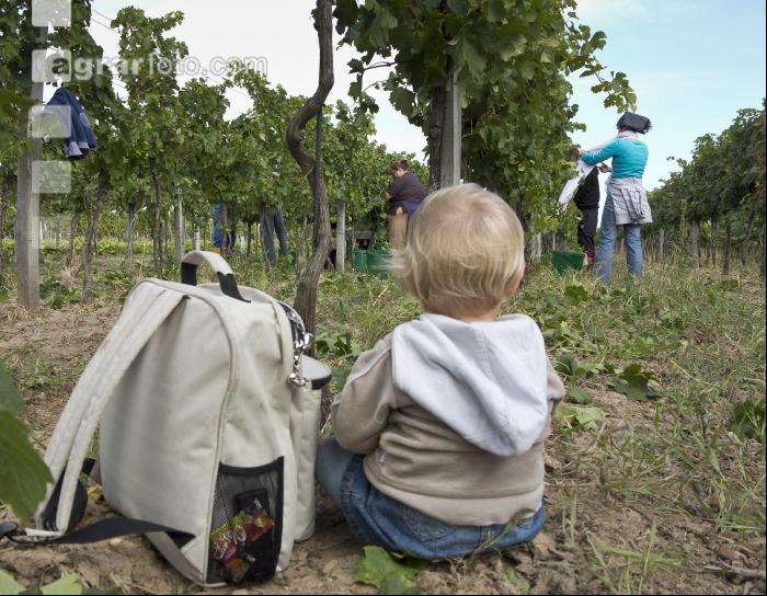 Weinlesen 80