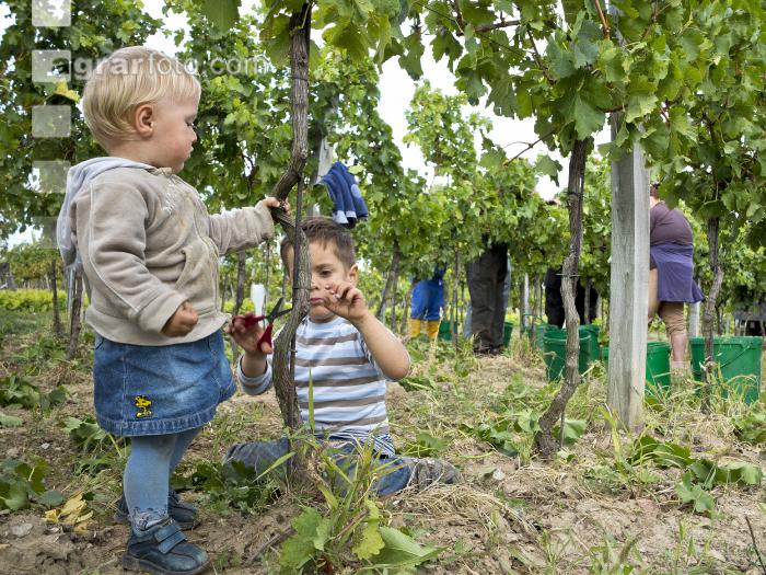 Weinlesen 91