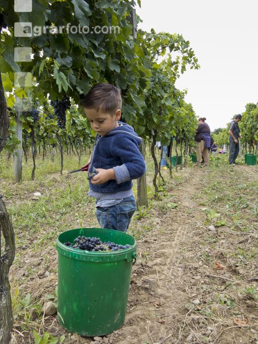 Weinlesen 95