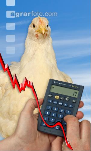 Masthähnchen Preis 4
