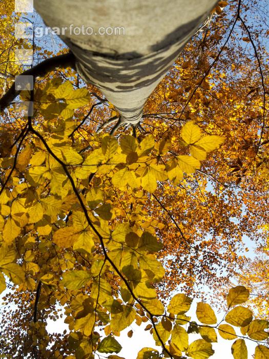 Buchen Herbsfärbung 2