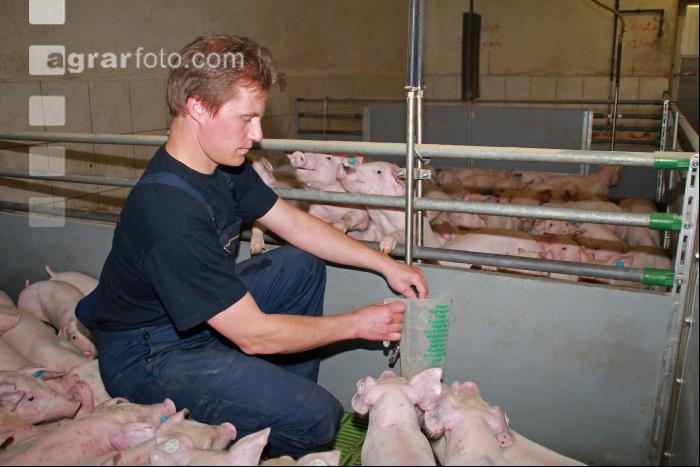 Ferkel beobachten J 7