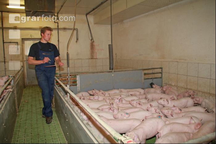 Ferkel beobachten J 2