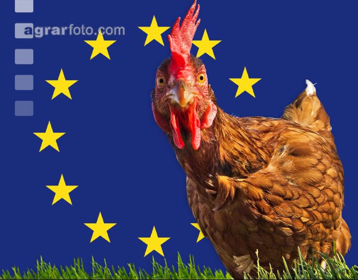 EU und Legehennen