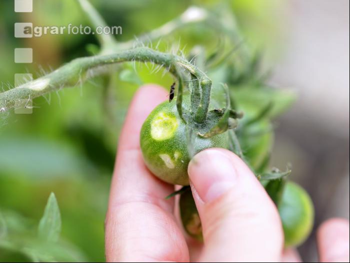 Tomate Hagel