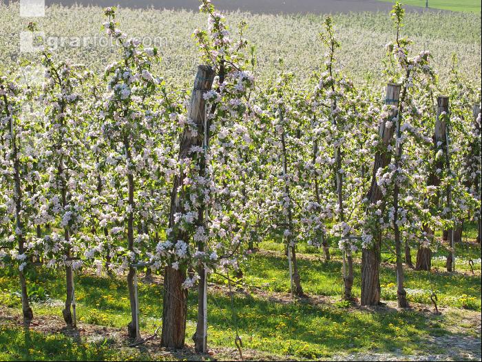 Apfel Blüte 17