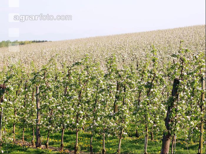 Apfel Blüte 16