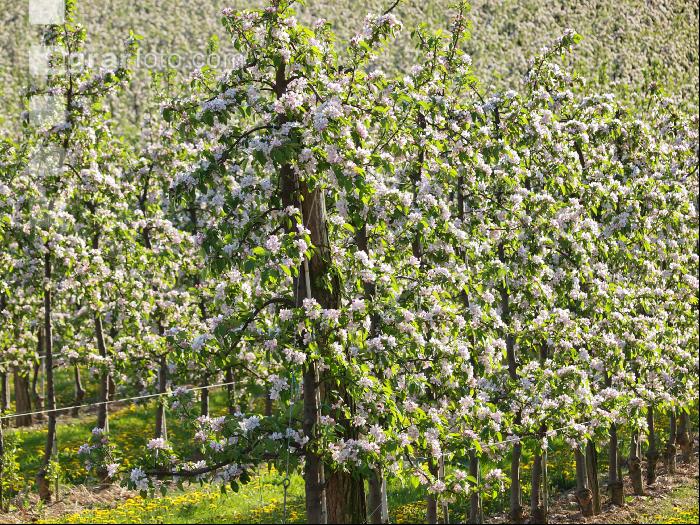 Apfel Blüte 14