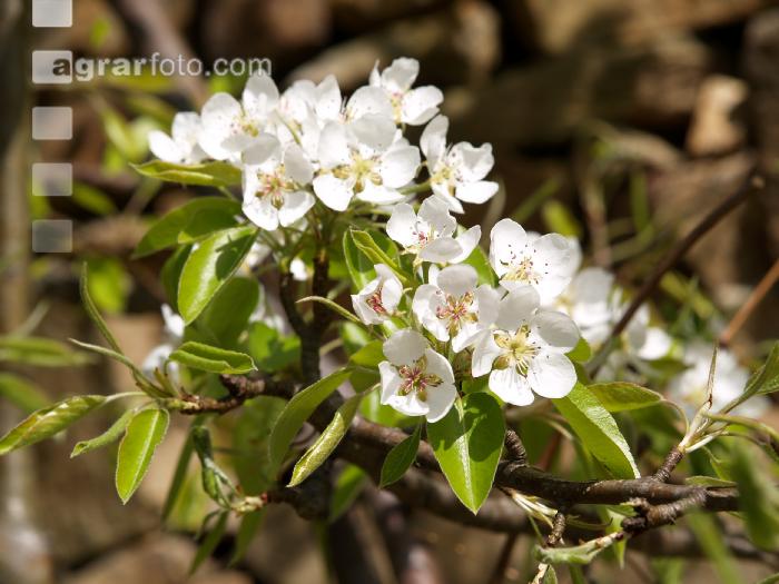 Birne Blüte 20
