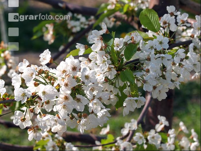 Kirsche Blüte 21