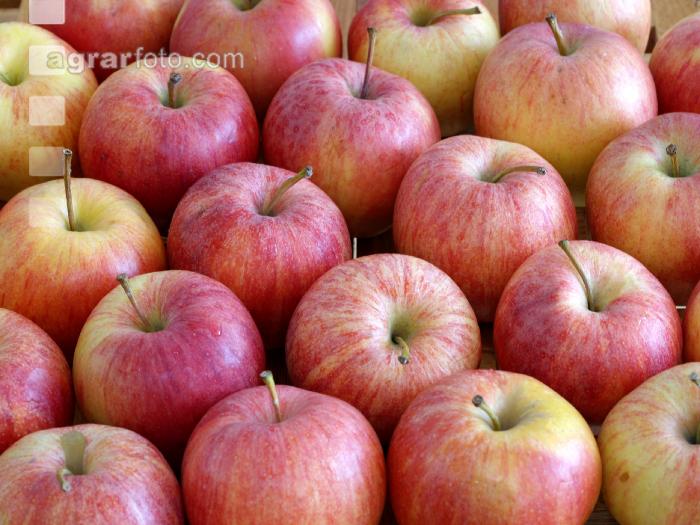 Apfel 11
