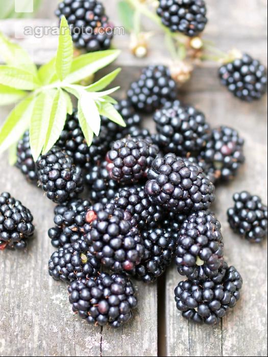 Brombeeren 1