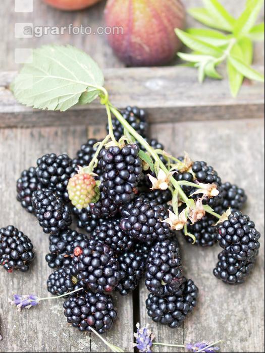 Brombeeren 3