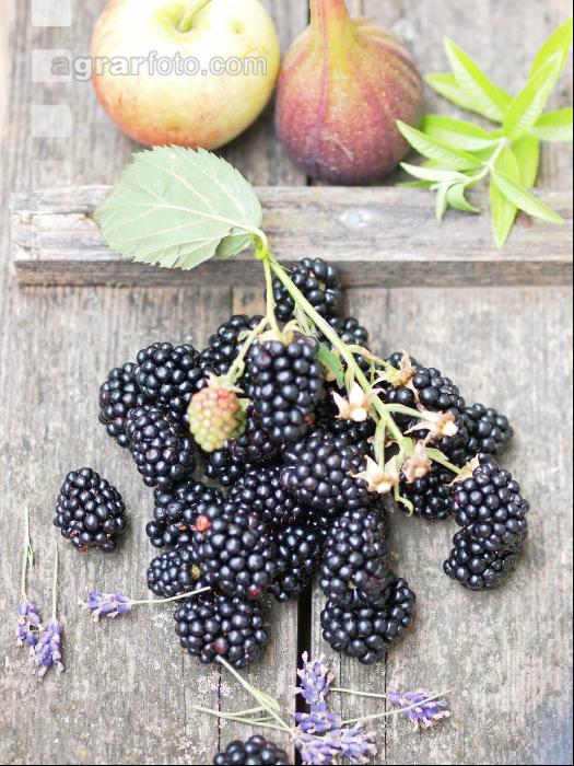 Brombeeren 4