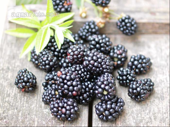 Brombeeren 2