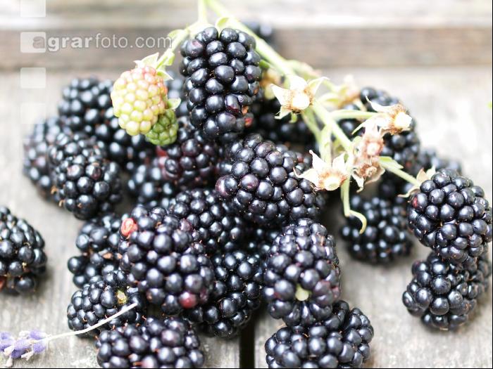 Brombeeren 5
