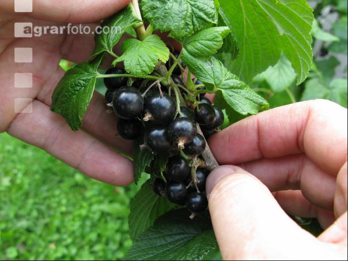 Johannisbeere Ernte 8