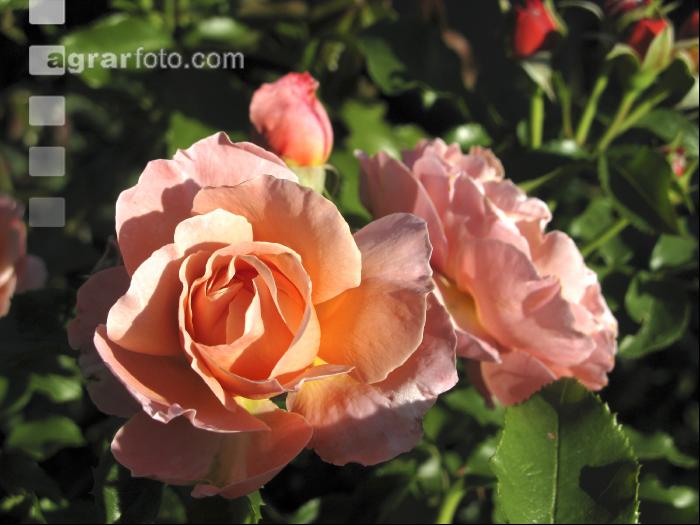 Rose 2