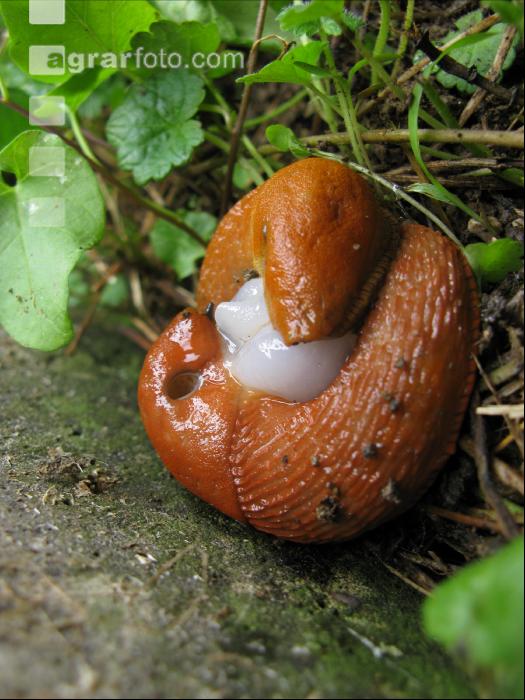 Wegschnecke 6