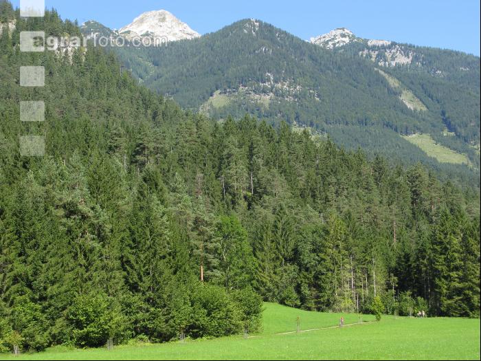 Bergwald 10