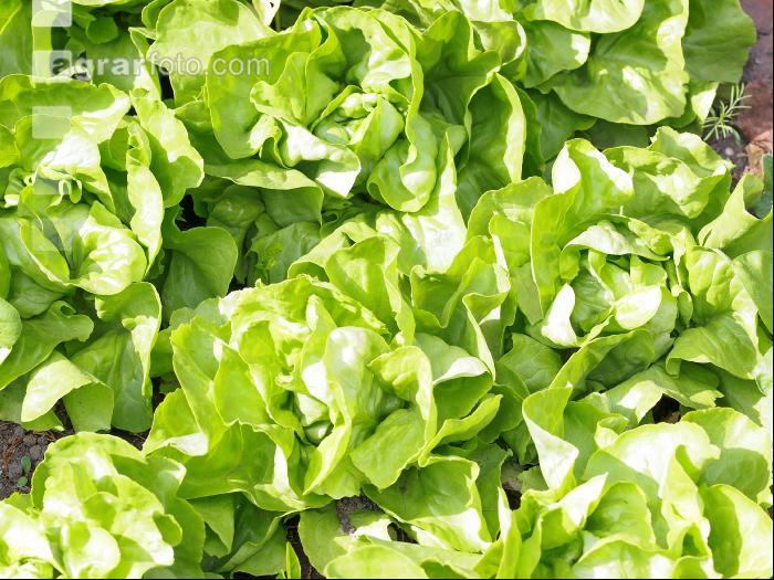Salatbeet 2