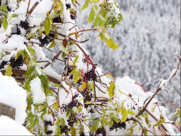 Holunderbeeren 4