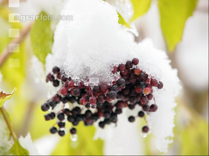Holunderbeeren 3