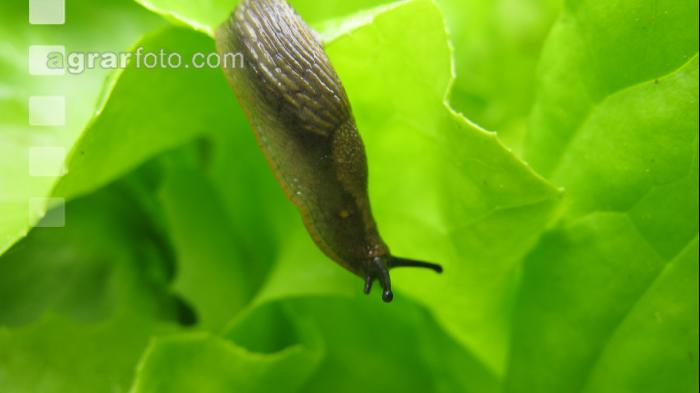 Wegschnecke 5