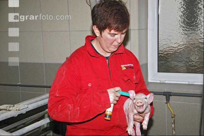 Ferkel impfen 7