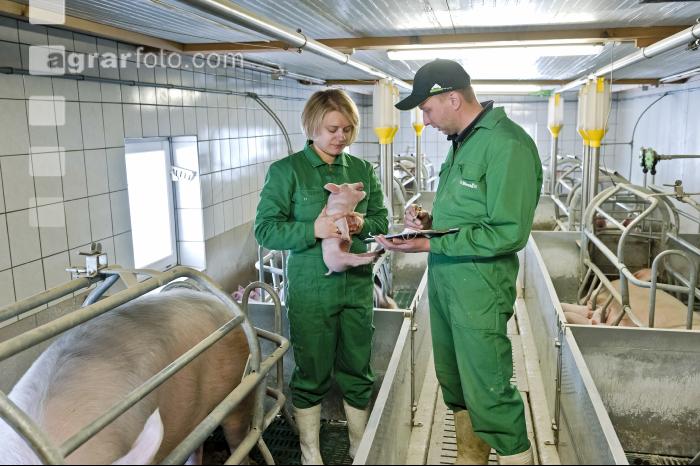 Ferkel Betreuung 28