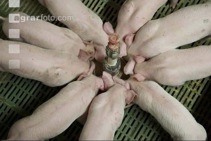 Ferkel Rundtrog 3