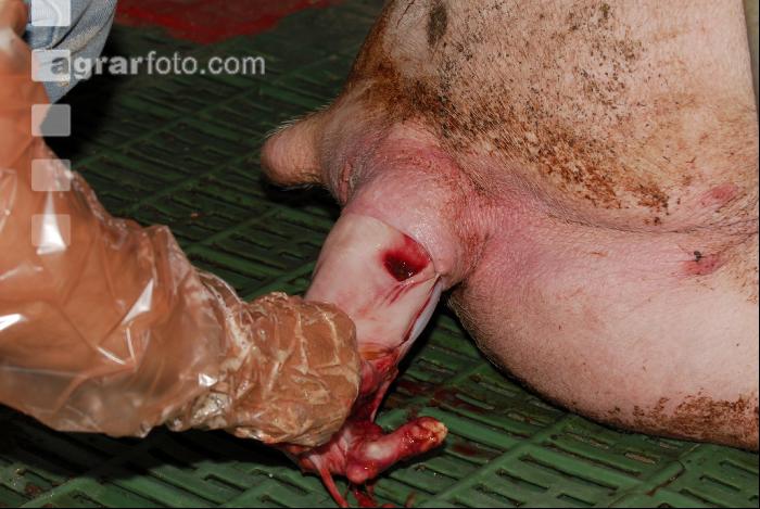 Ferkel Steißlage 1