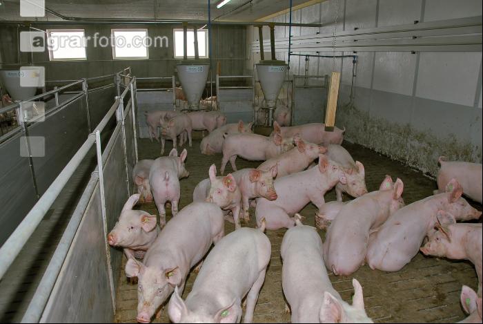 Ferkel 6