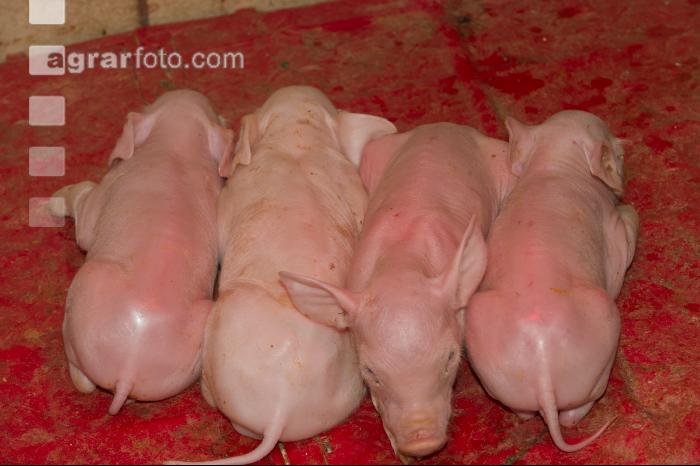 Ferkel 51